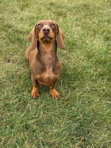 Pet Image
